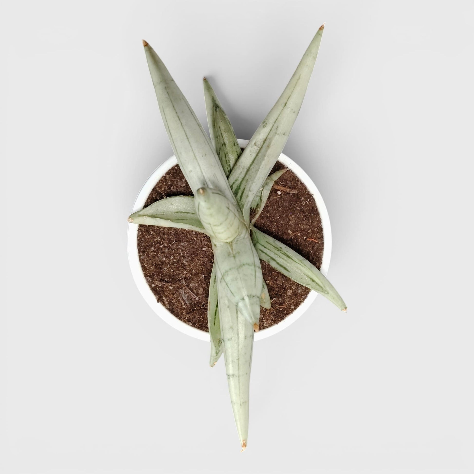 Sansevieria ‘Ice Man’ – Compact Air Purifying Snake Plant | Bare Rooted