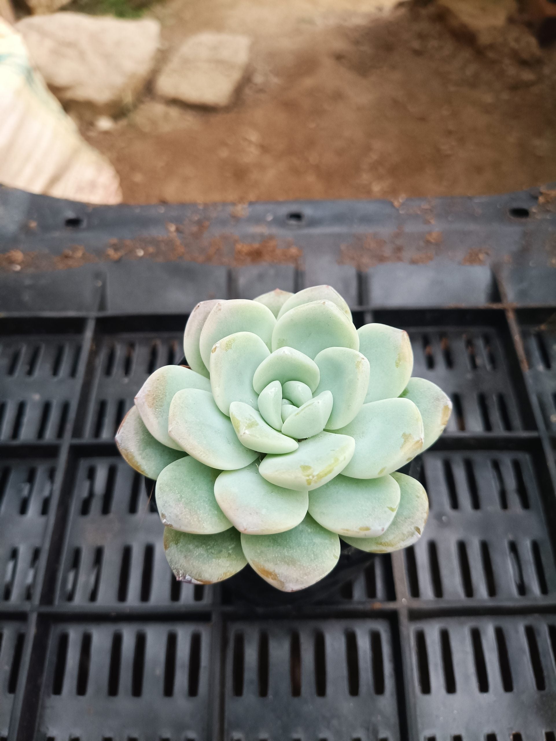 Icy Green Succulent: Serene Beauty for Office, Home, and Garden - My Store