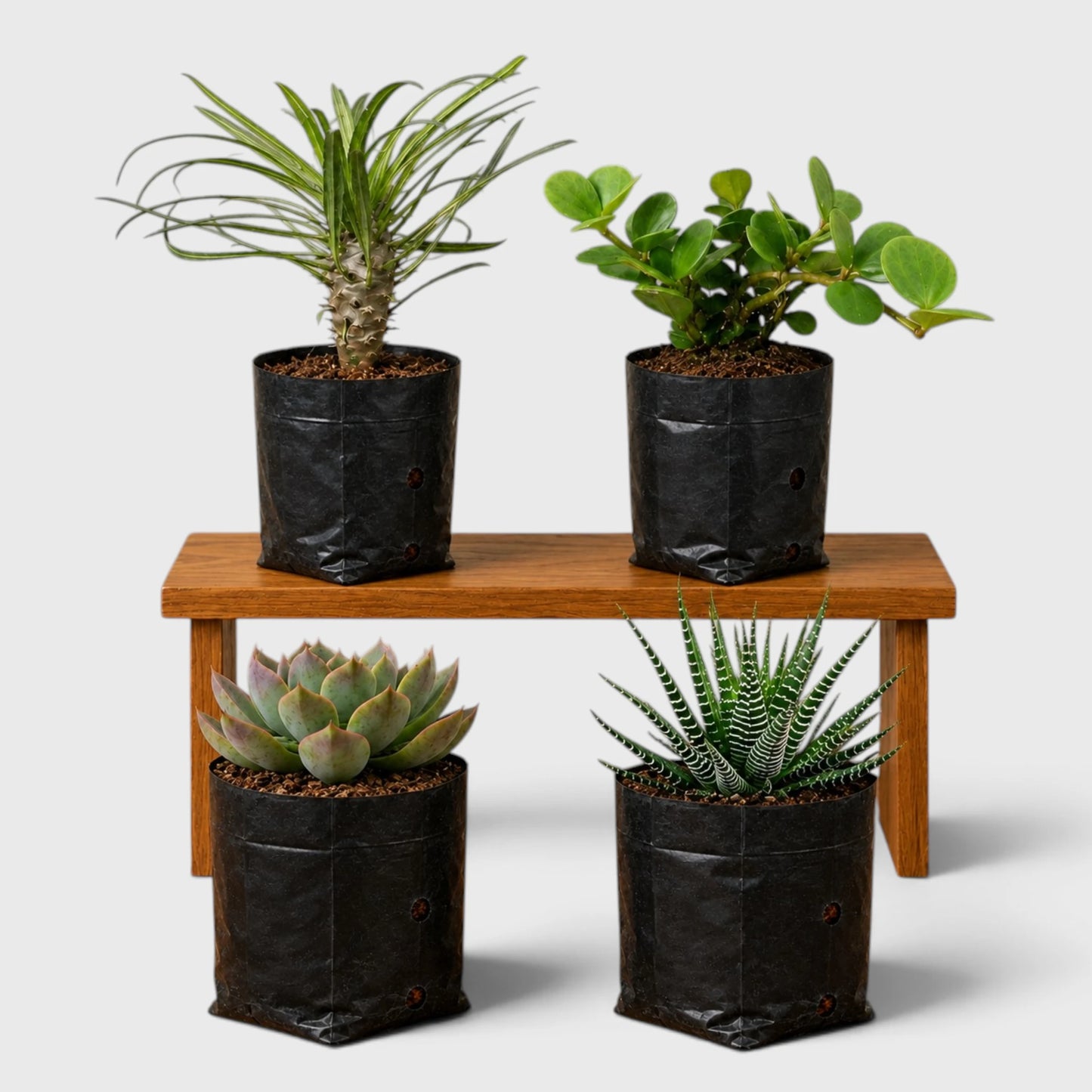 Rare Succulent Combo Pack of 4 | Premium Live Succulent Collection