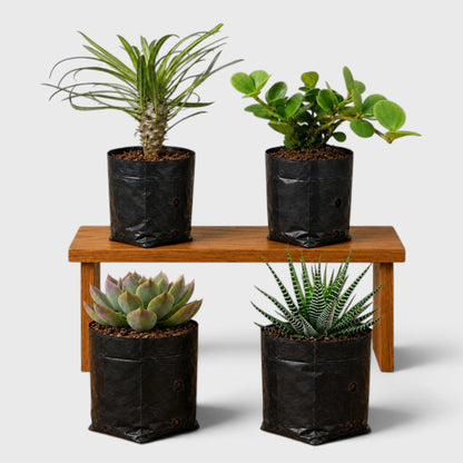 Rare Succulent Combo Pack of 4 | Premium Live Succulent Collection