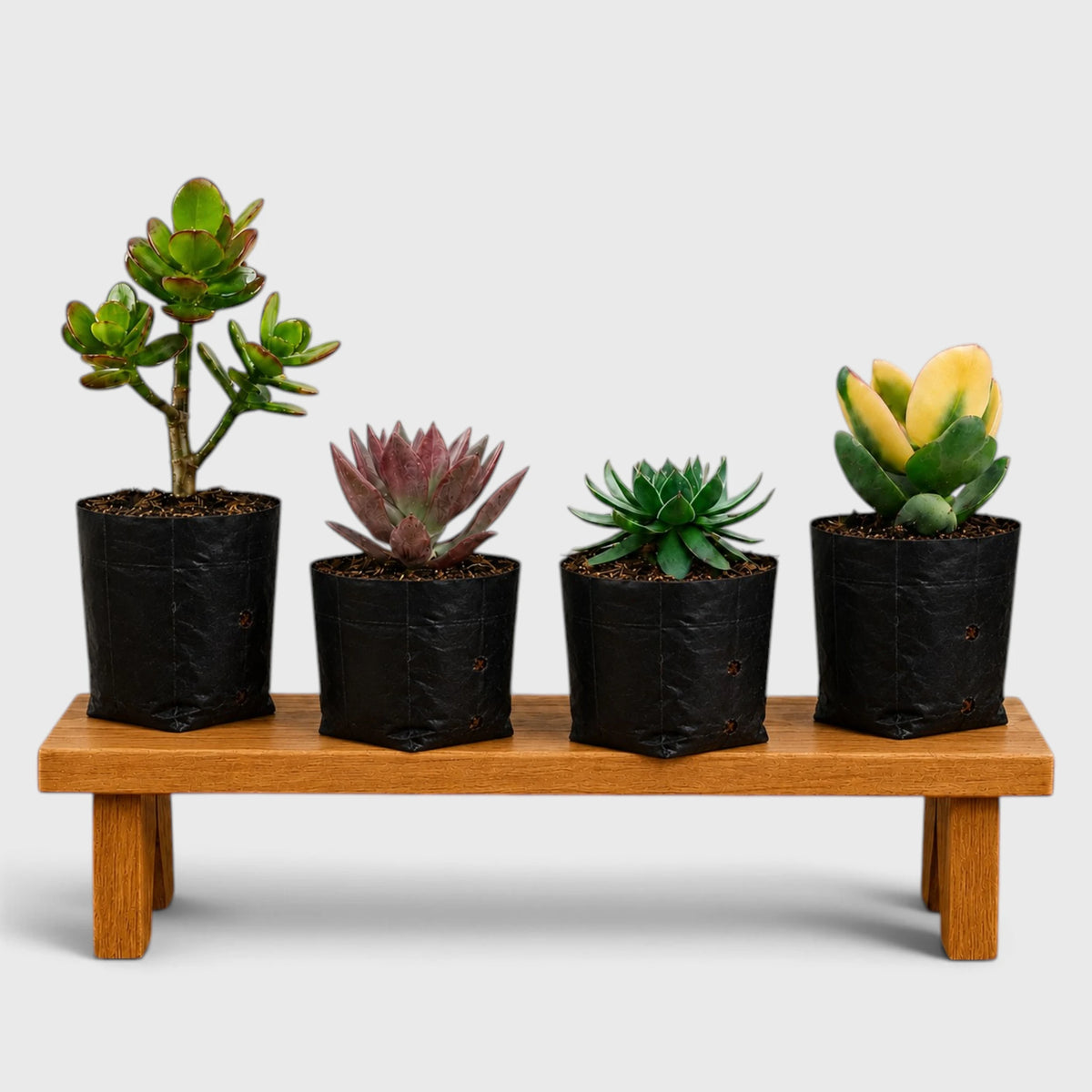 4 Different Succulent Plants Combo | Laxmi Kamal, Crassula & Graptoveria