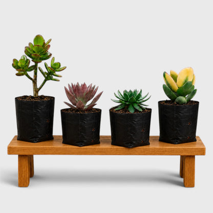 4 Different Succulent Plants Combo | Laxmi Kamal, Crassula & Graptoveria