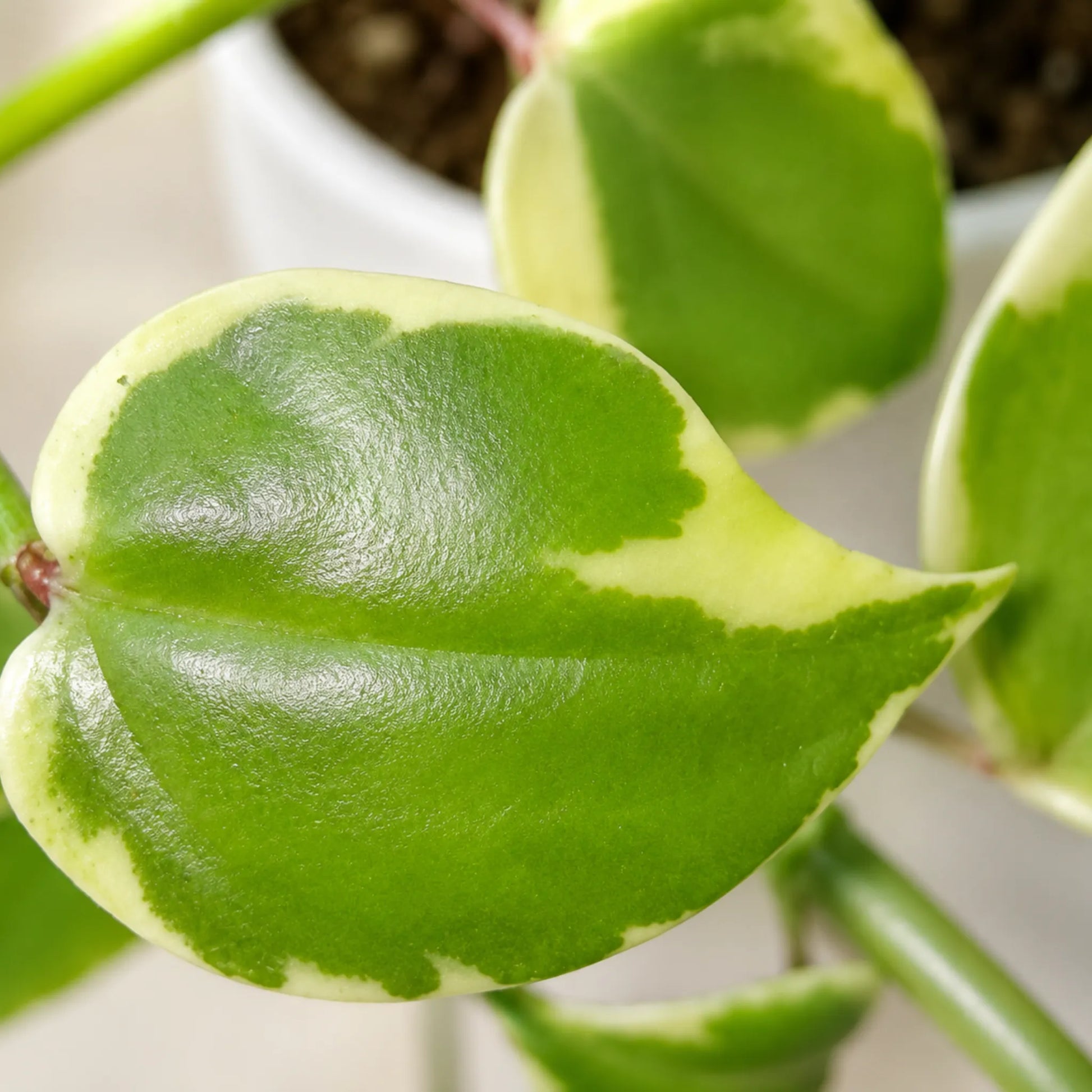 Money Plant Variegated Pothos | Well Rooted Mature Hanging Plant