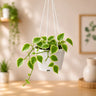 Money Plant Variegated Pothos | Well Rooted Mature Hanging Plant