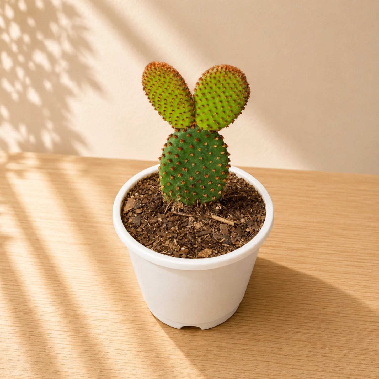 Cactus Combo Set of 4 Mature Well-Rooted Bare-Rooted Plants | Flowering Cactus Collection