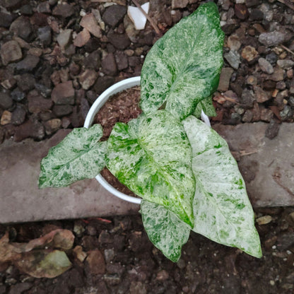 Alocasia Buddha’s Hand Mint Variegated – Rare Variegated Aroid