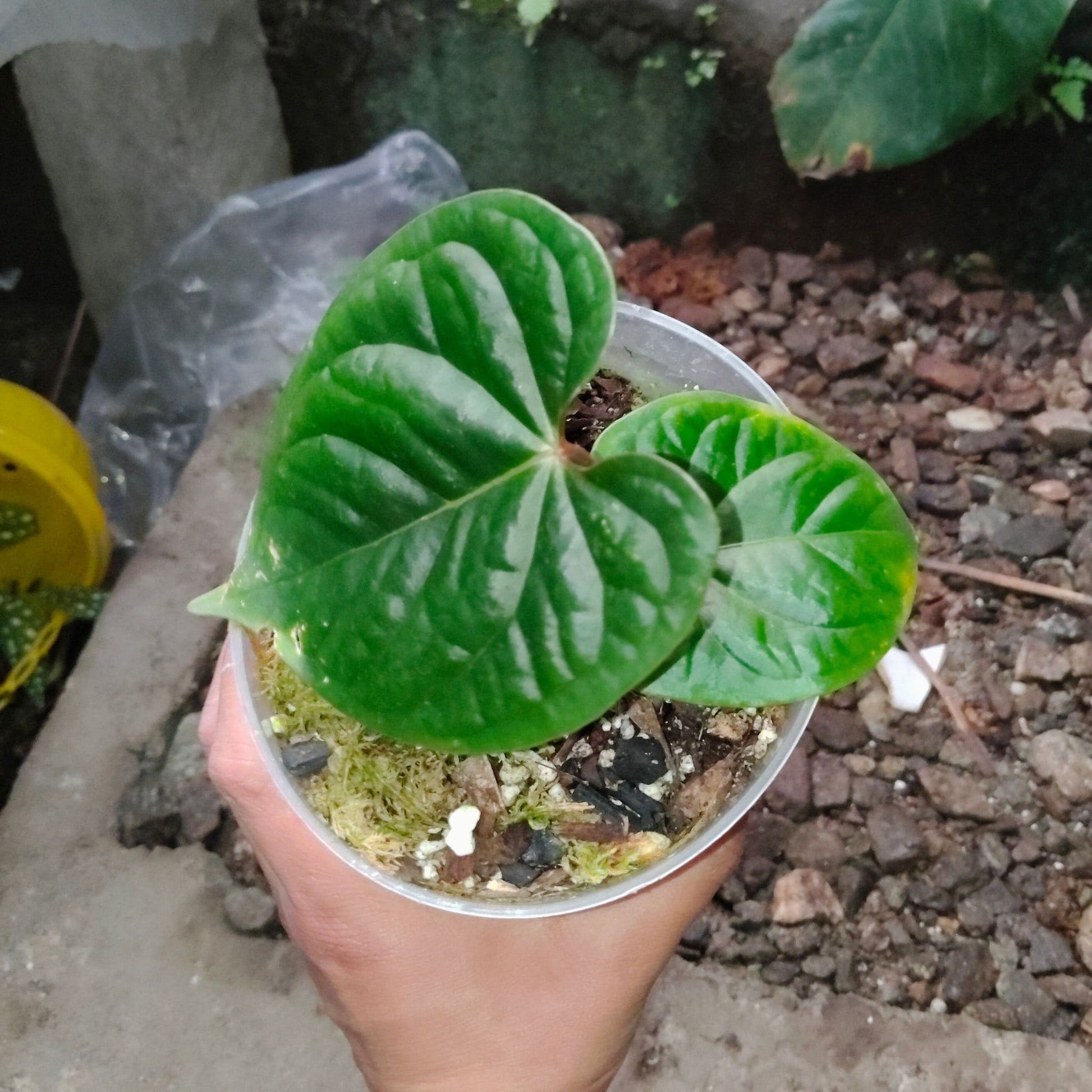 Anthurium Black Velvet × Luxurians – Rare Hybrid Velvet Foliage Plant | Small Size with 2 to 3 Leaves