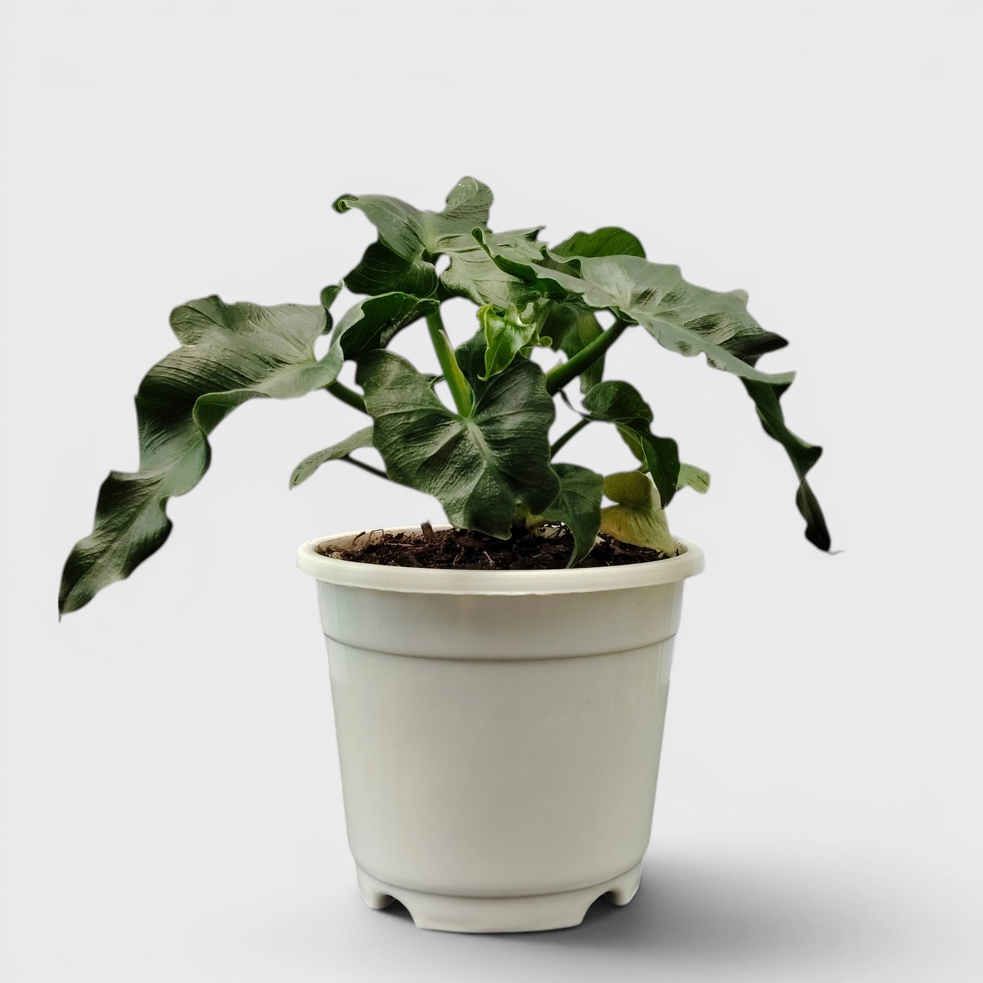 Rare Philodendron Atom | Compact Tropical Aroid Foliage Indoor Plant