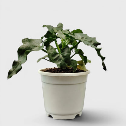 Rare Philodendron Atom | Compact Tropical Aroid Foliage Indoor Plant