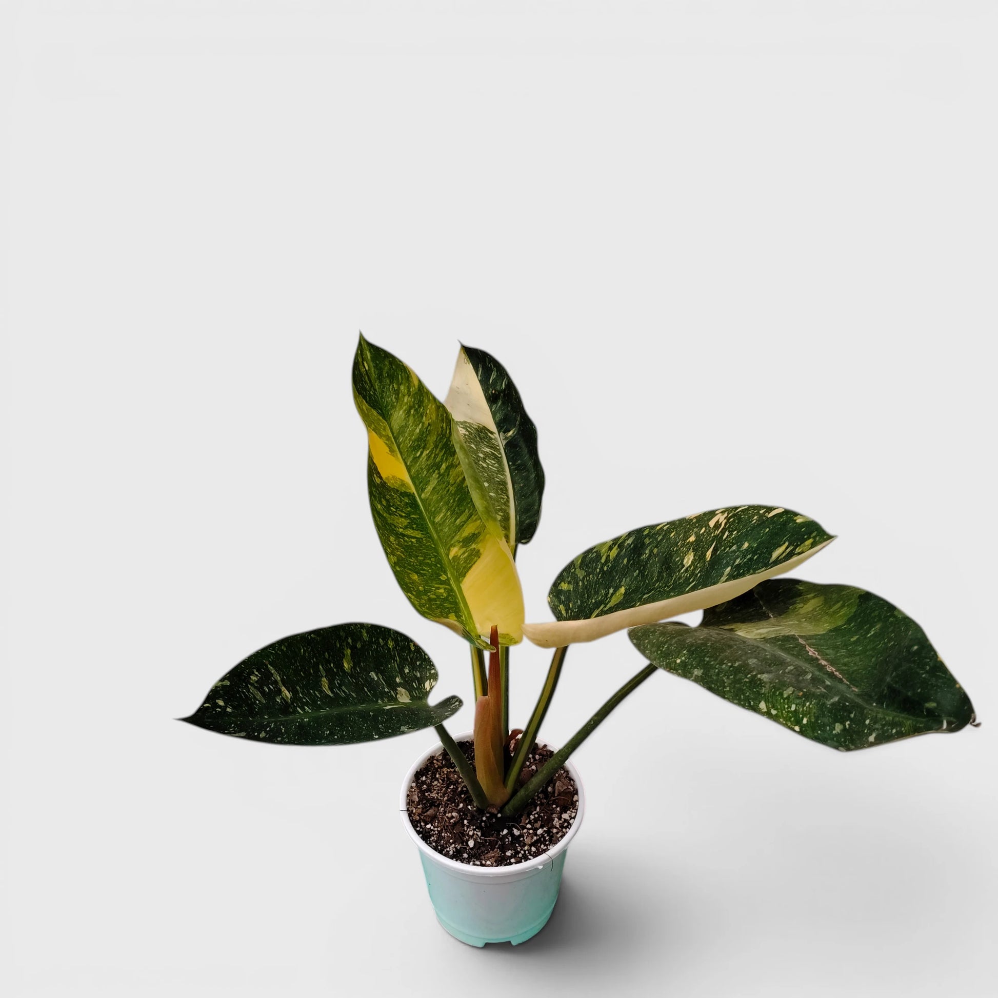 Rare Philodendron Green Congo Aurea Variegated – Golden Variegated Self-Heading Collector Aroid