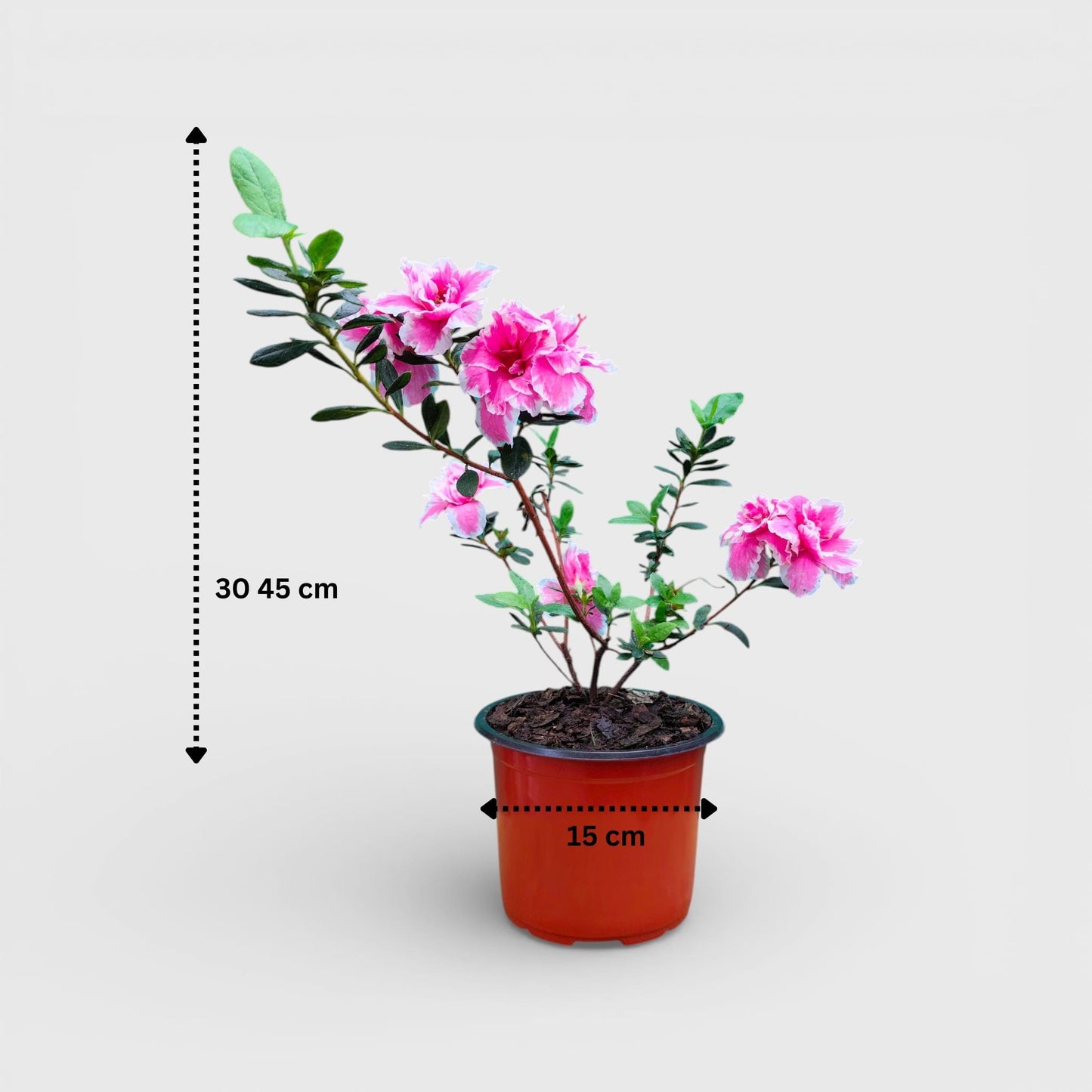 Azalea California Doll – Flowering Indoor Ornamental Plant | Bare Rooted
