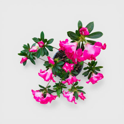 Azalea Leopold Astrid – Premium Flowering Ornamental Plant | Bare Rooted