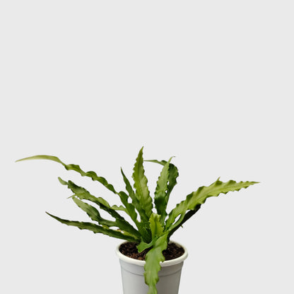 Bird's Nest Fern (Asplenium nidus) | Mature Indoor Air Purifying Fern