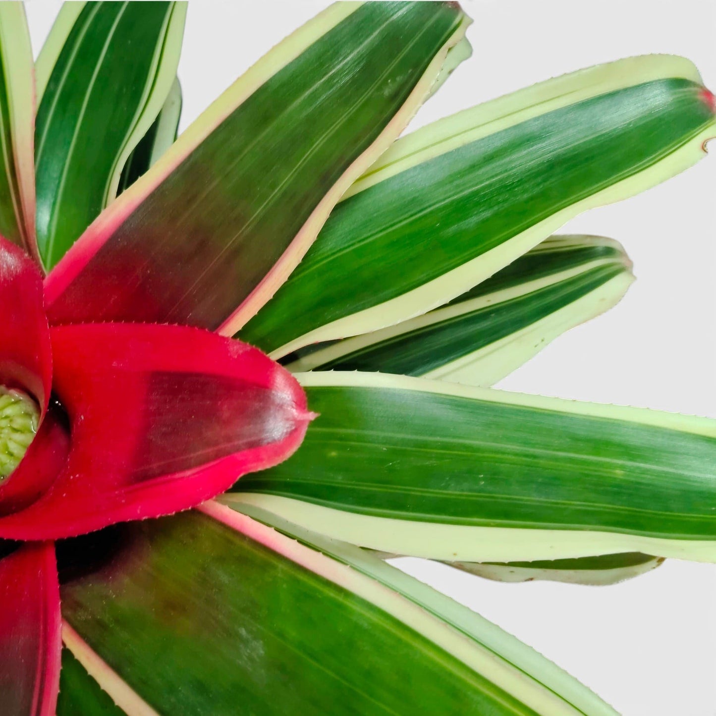 Bromeliads – Vibrant and Easy-Care Houseplants for Homes, Offices, and Gardens – Bare-Rooted
