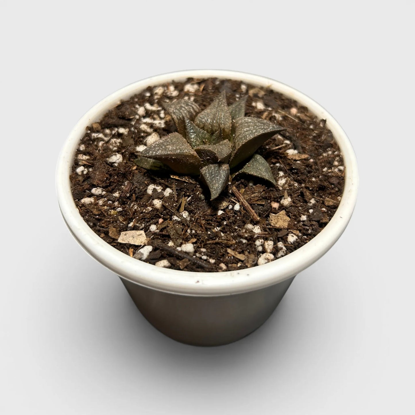 Rare Haworthia Retusa x Splendens Hybrid SR001 | Seed Grown Collector Hybrid Succulent | Bare Rooted