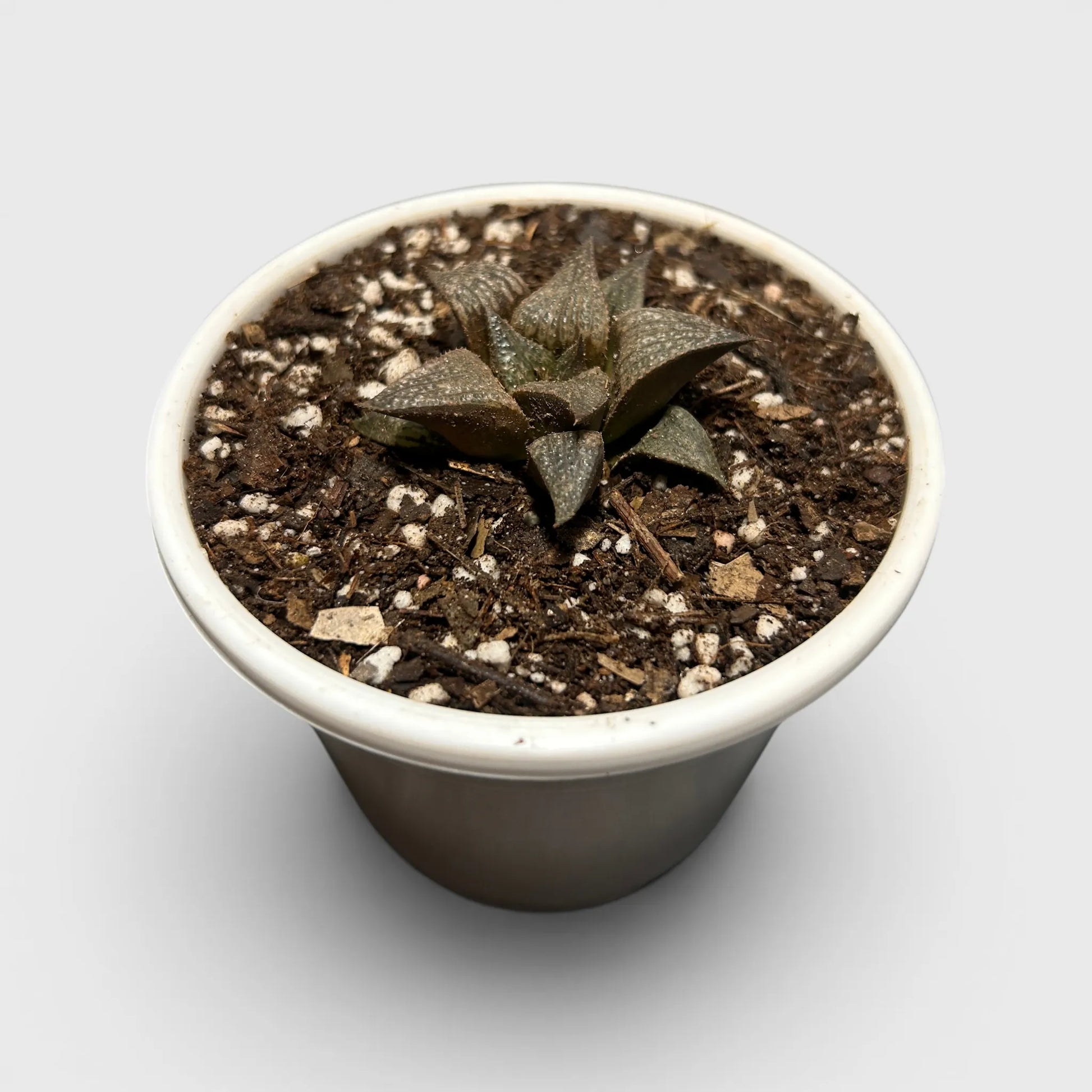 Rare Haworthia Retusa x Splendens Hybrid SR001 | Seed Grown Collector Hybrid Succulent | Bare Rooted