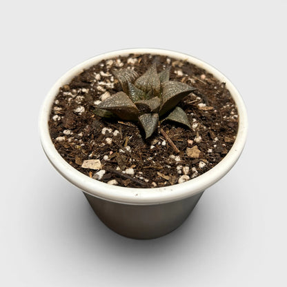 Rare Haworthia Retusa x Splendens Hybrid SR001 | Seed Grown Collector Hybrid Succulent | Bare Rooted