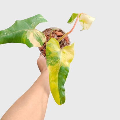 Philodendron Burle Marx Aurea Variegated | Rare Yellow Variegated Philodendron (25–30 CM) | With Pot