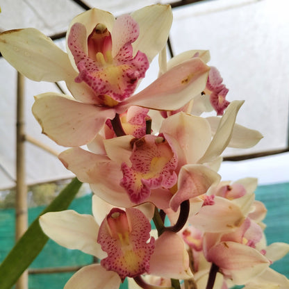 Lady Leopard Cymbidium Orchid – Premium Orchid Bloom