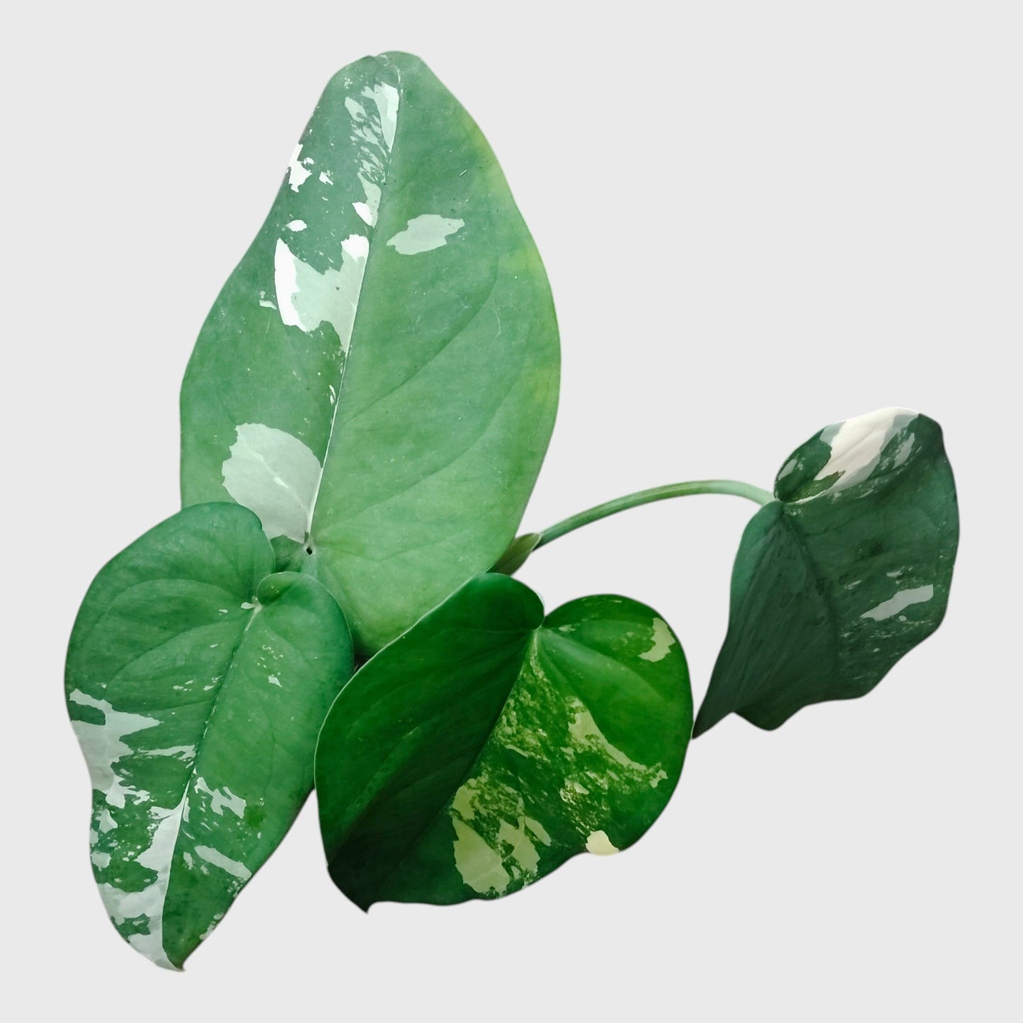 Syngonium Chiapense Variegated – Rare Aroid Foliage Indoor Plant | With Pot