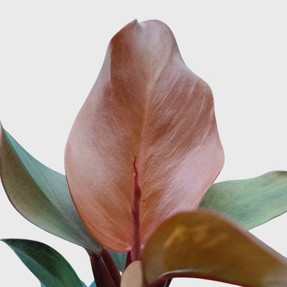 Philodendron McColley’s Finale | Well Rooted Mature Colorful Foliage Plant