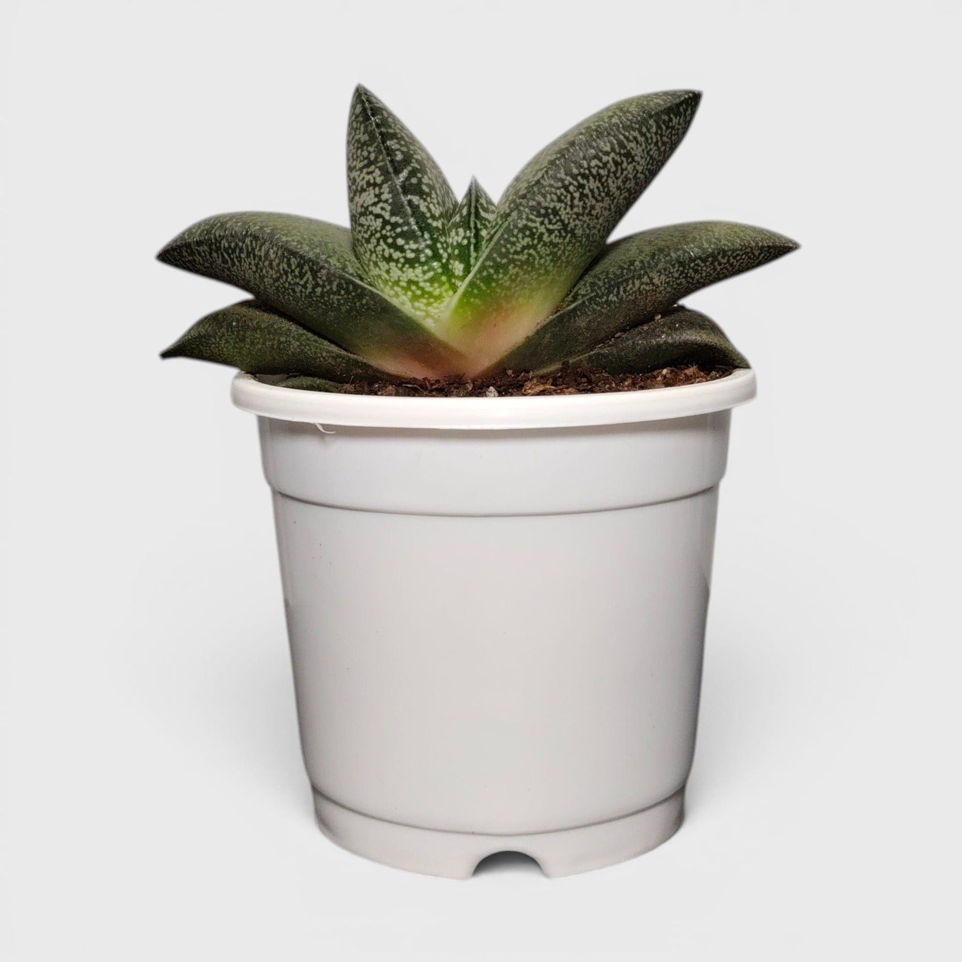 Gasteria Baylissiana – Rare Compact Succulent (Big Size, 10–12 cm) | Bare Rooted