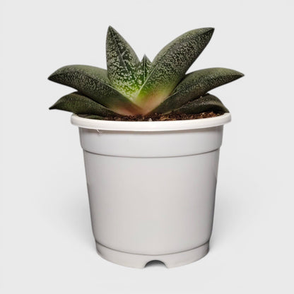Gasteria Baylissiana – Rare Compact Succulent (Big Size, 10–12 cm) | Bare Rooted