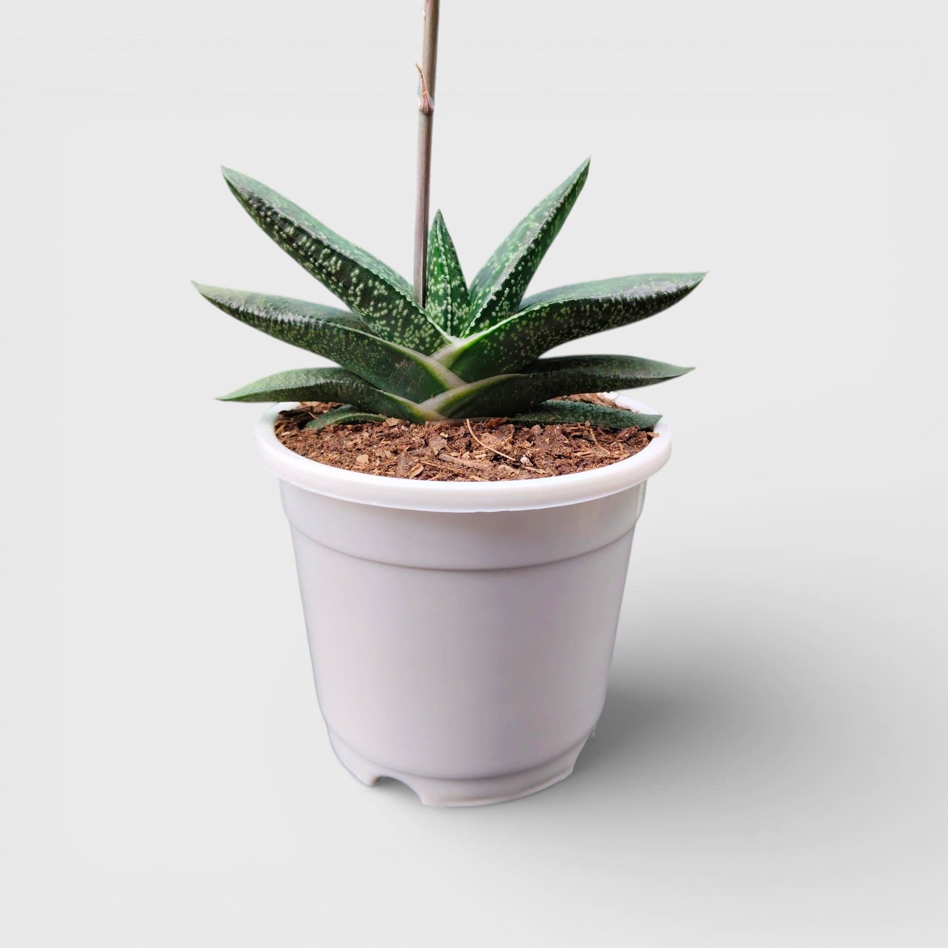 Gasteria Pillansii Hybrid – Rare Indoor Succulent