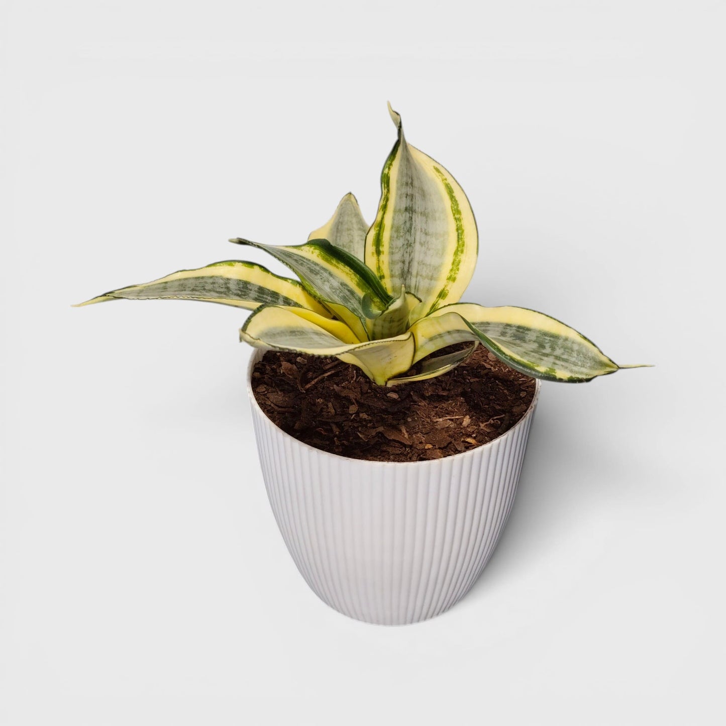 Indoor Golden Hahnii snake plant