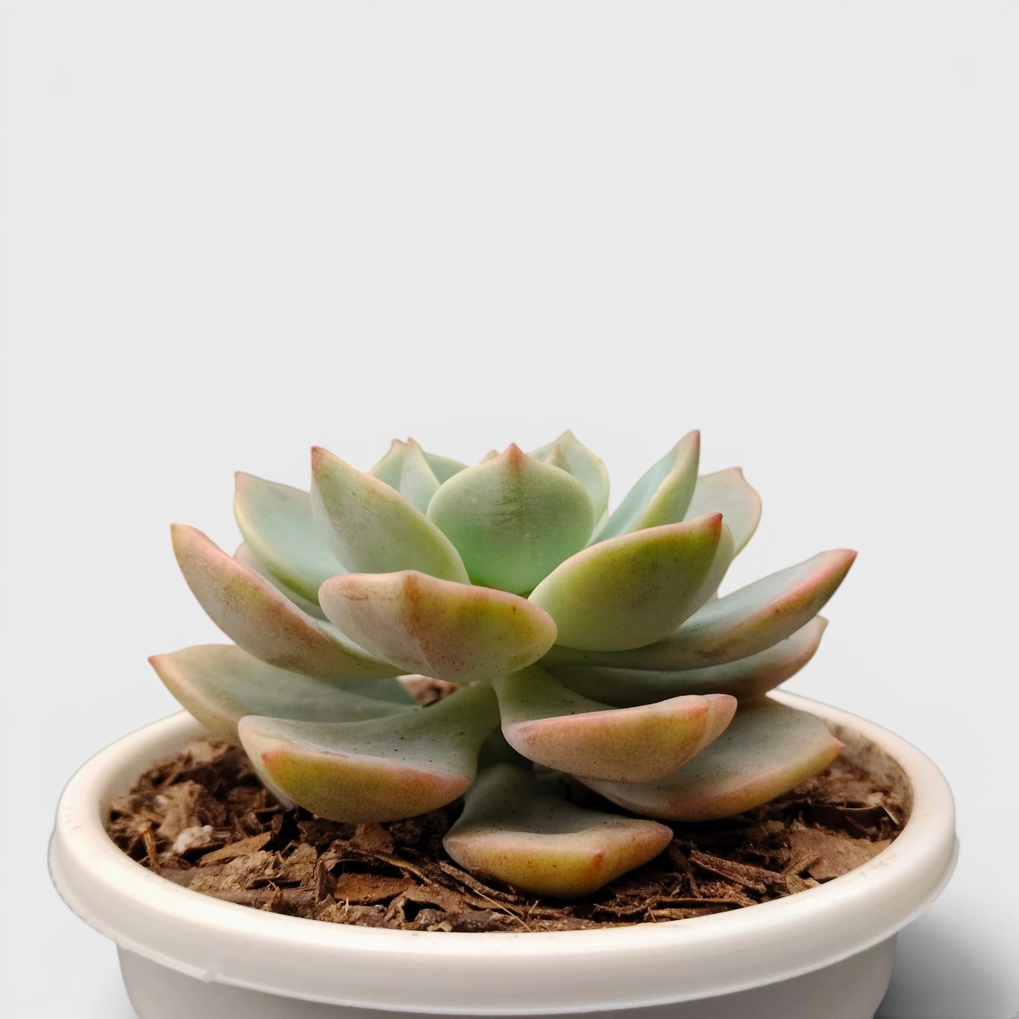 Graptoveria Titubans: Enhance Your Space with the Perfect Succulent for Home, Office, and Garden – Bare-Rooted