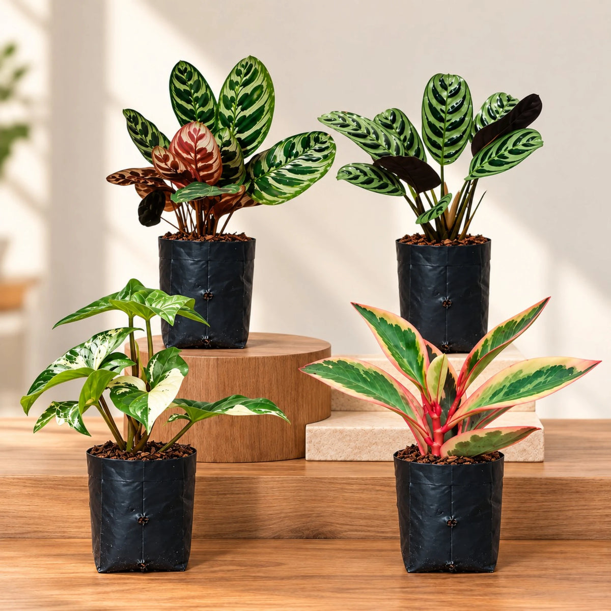 4 Plant Indoor Foliage Bundle – Calathea, Ctenanthe, Syngonium & Peperomia