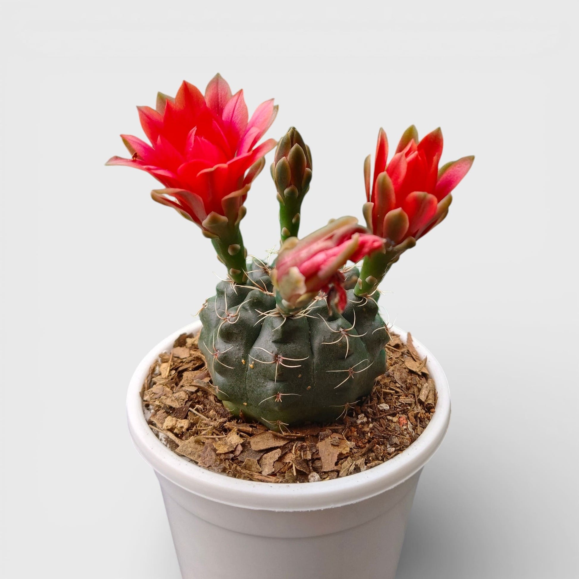 Gymnocalycium Baldianum – Flowering Ball Cactus | Easy Care Cactus | Bare Rooted