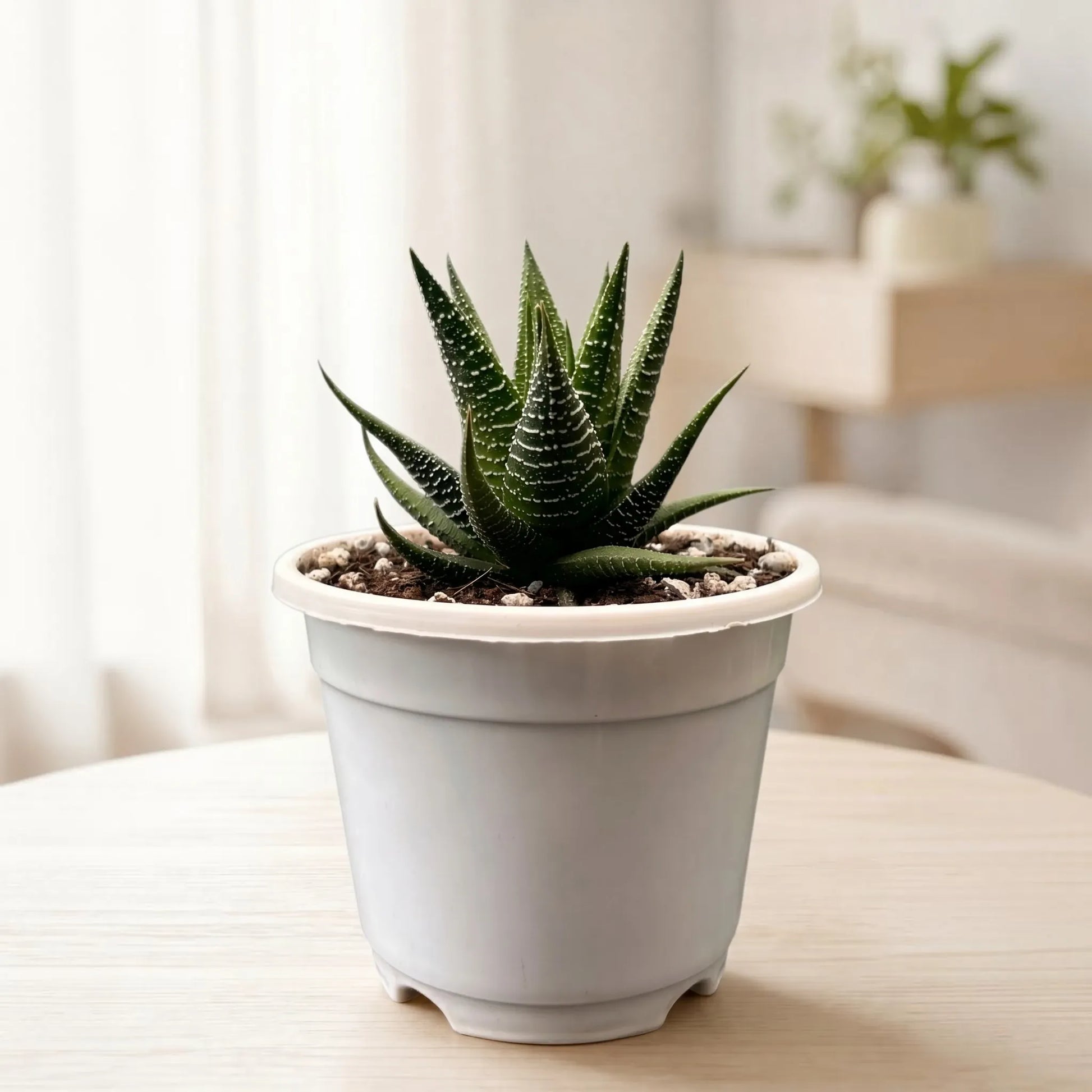 Haworthia Fasciata – Textured Zebra Succulent Indoor Plant | Bare Rooted