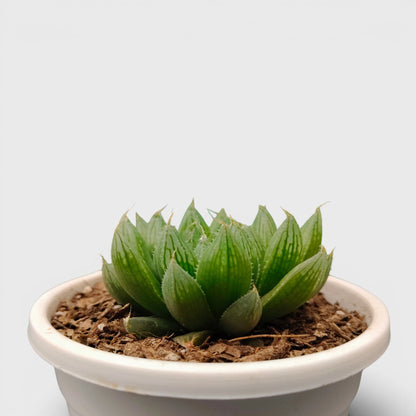 Haworthia Green Cooperii – Low Light Indoor Collector Succulent Plant | Bare Rooted