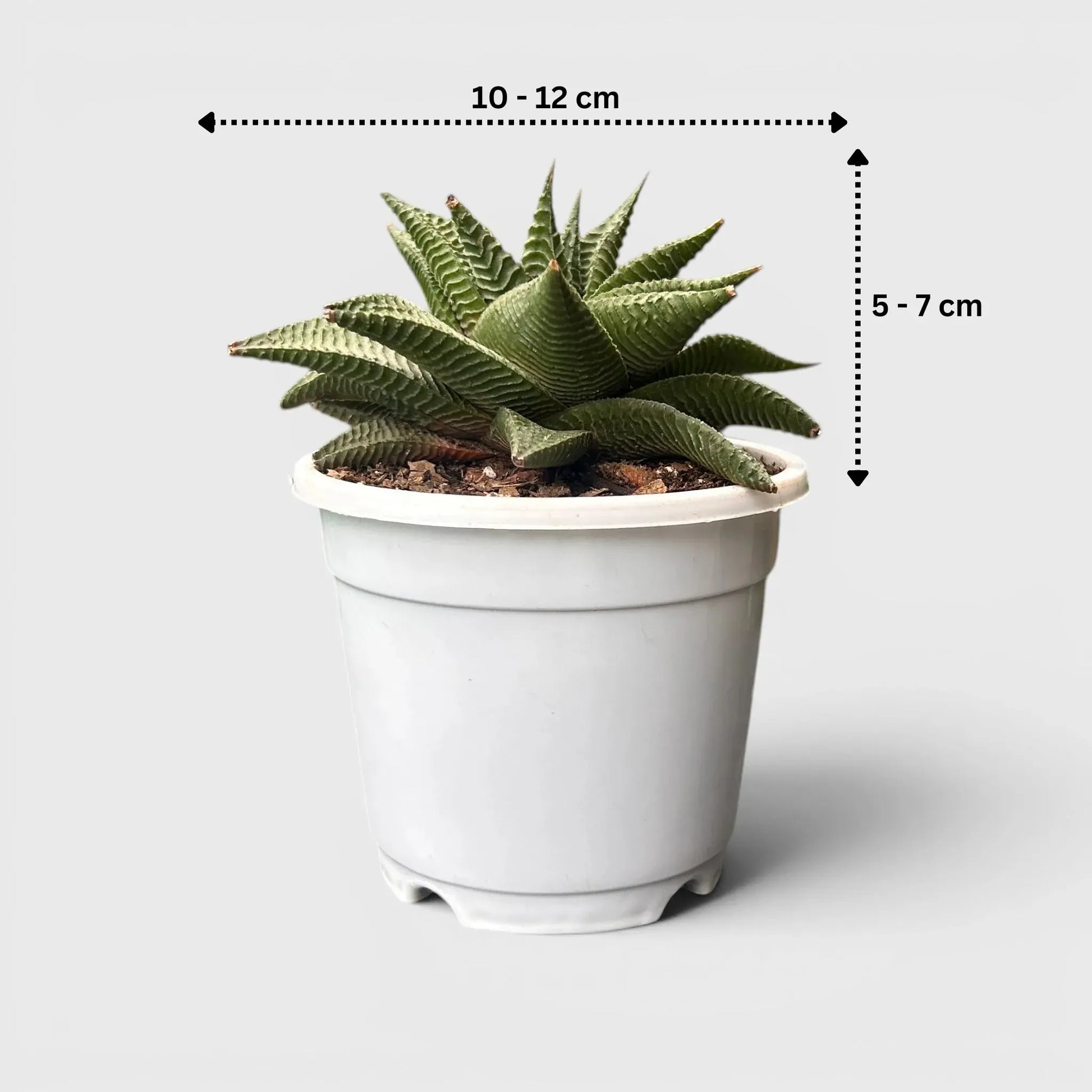 Haworthia Limifolia Non-Variegated Twisted- Timeless Beauty for Every Space | Bare Rooted