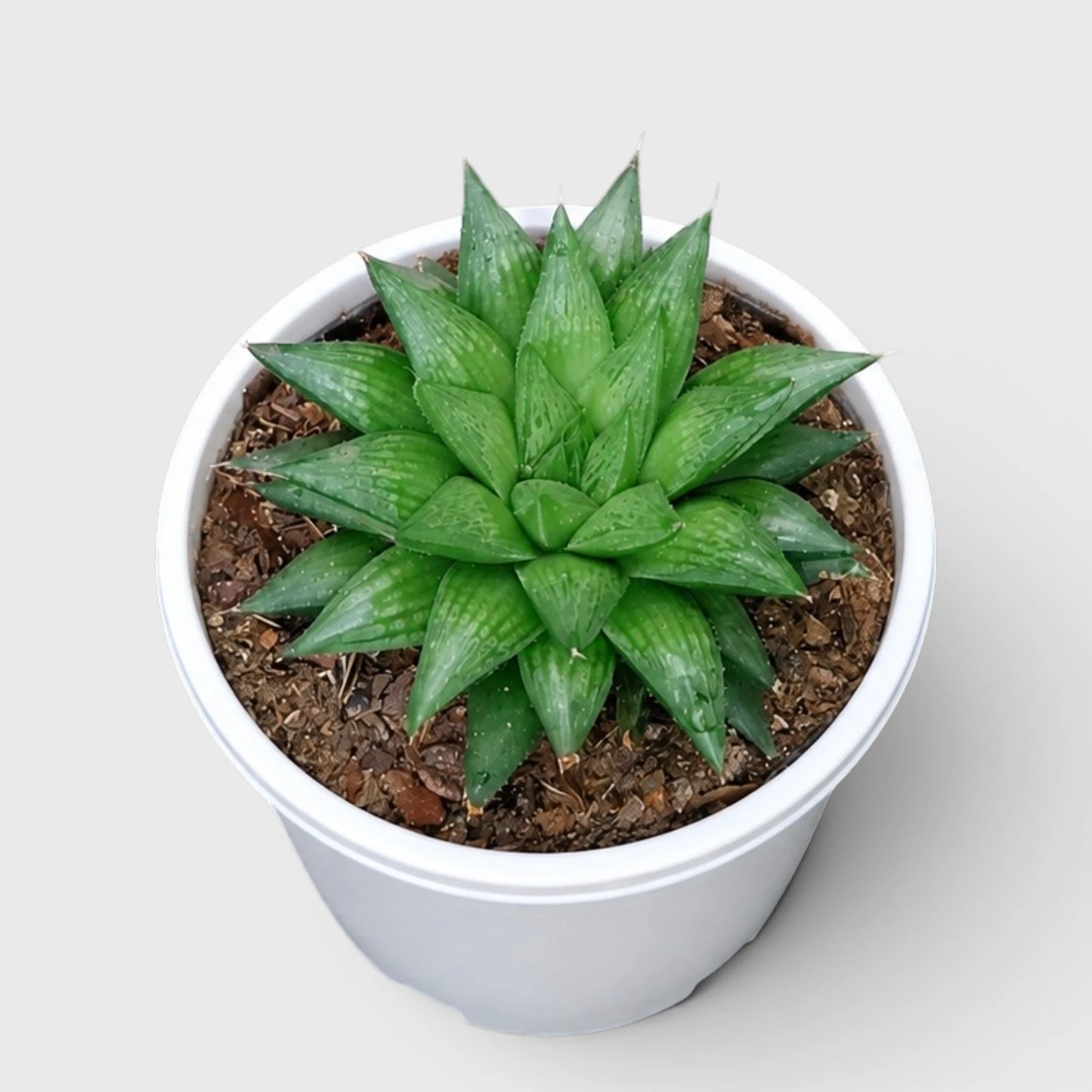 Rare Haworthia Mucronata | Compact Window Succulent Plant