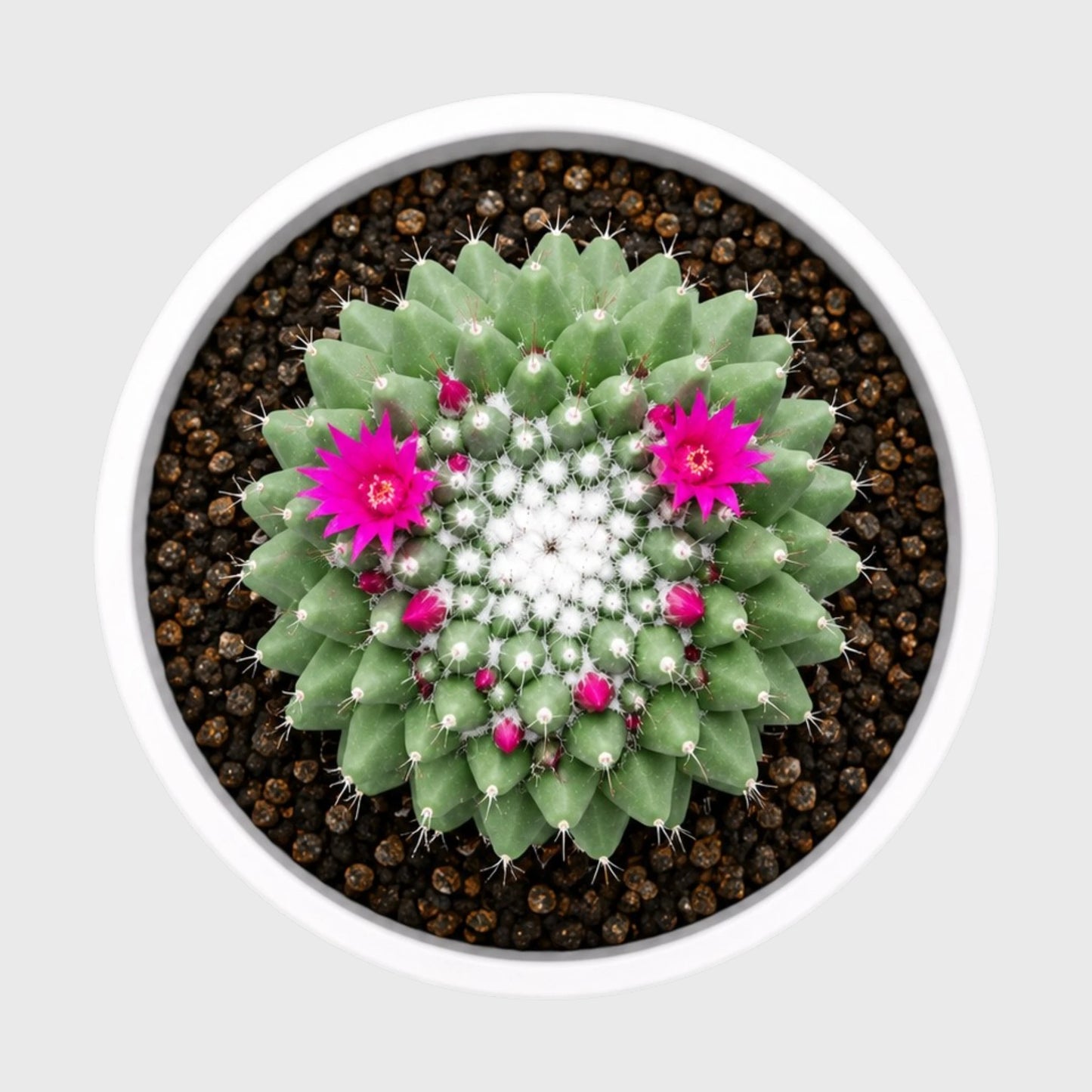 Mammillaria Polythele indoor cactus plant