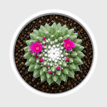 Mammillaria Polythele indoor cactus plant