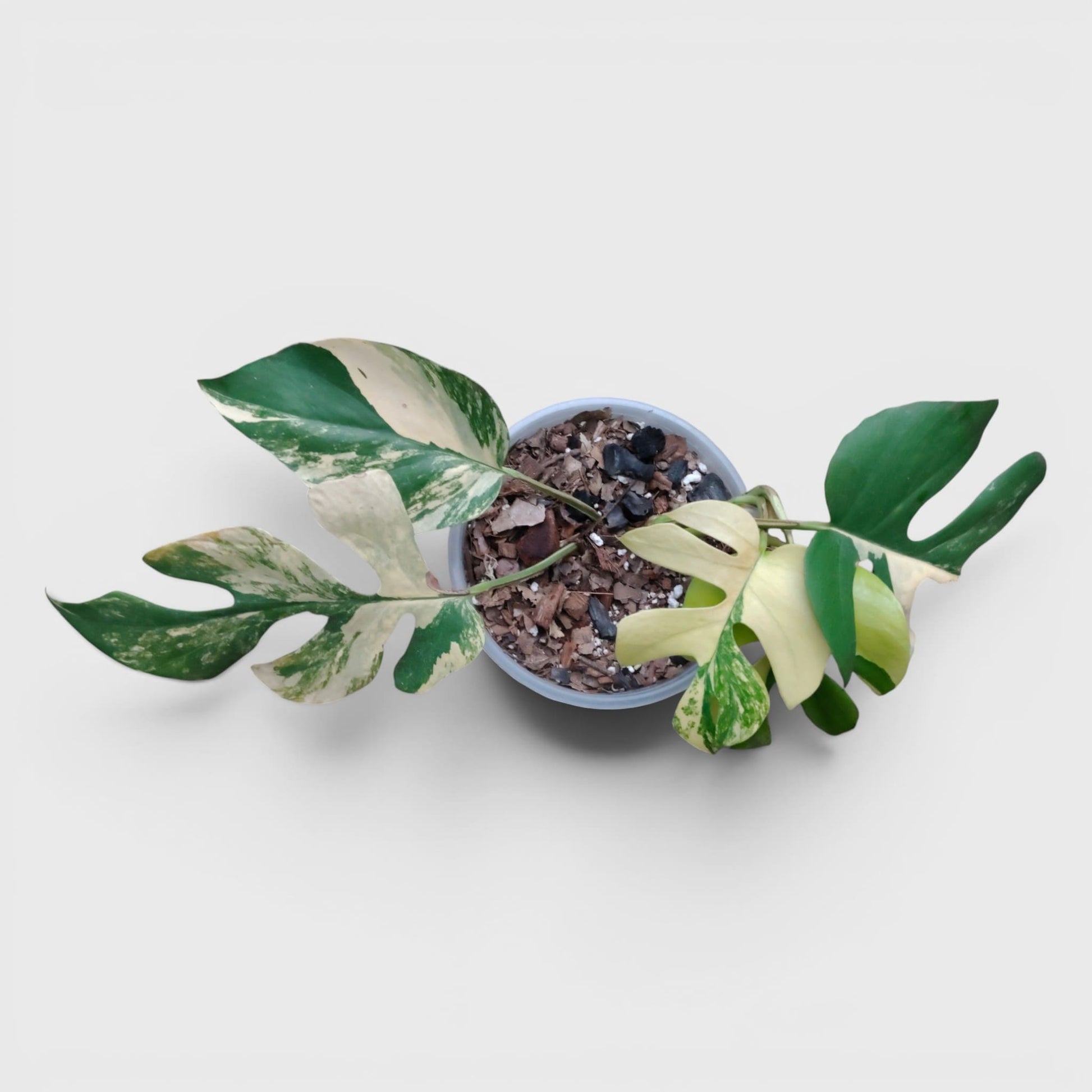Mini Monstera Rhaphidophora Aurea Variegated (7–12 in) – Rare Collector Plant