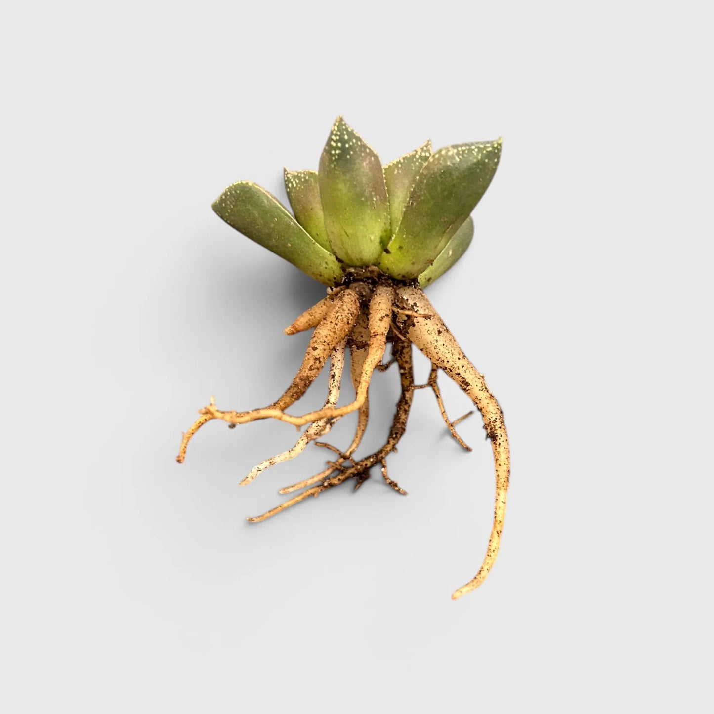 Rare Haworthia Splendens Hybrid SR001 | Seed Grown Collector Succulent | Bare Rooted