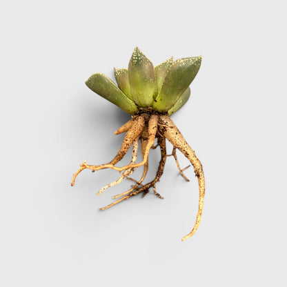 Rare Haworthia Splendens Hybrid SR001 | Seed Grown Collector Succulent | Bare Rooted