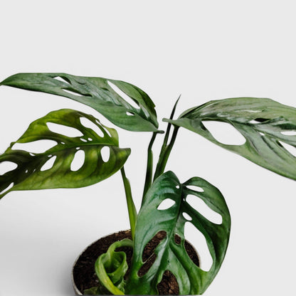 Monstera Deliciosa ‘Broken Heart’ – Rare Statement Foliage Plant