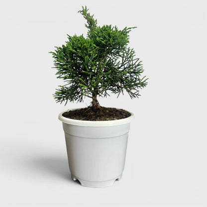 Chinese Pine Dwarf – Mini Bonsai Style Indoor Conifer Plant (13–17 CM)