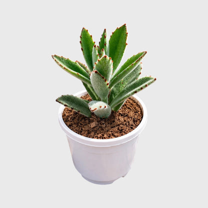 Kalanchoe Tomentosa for indoor spaces