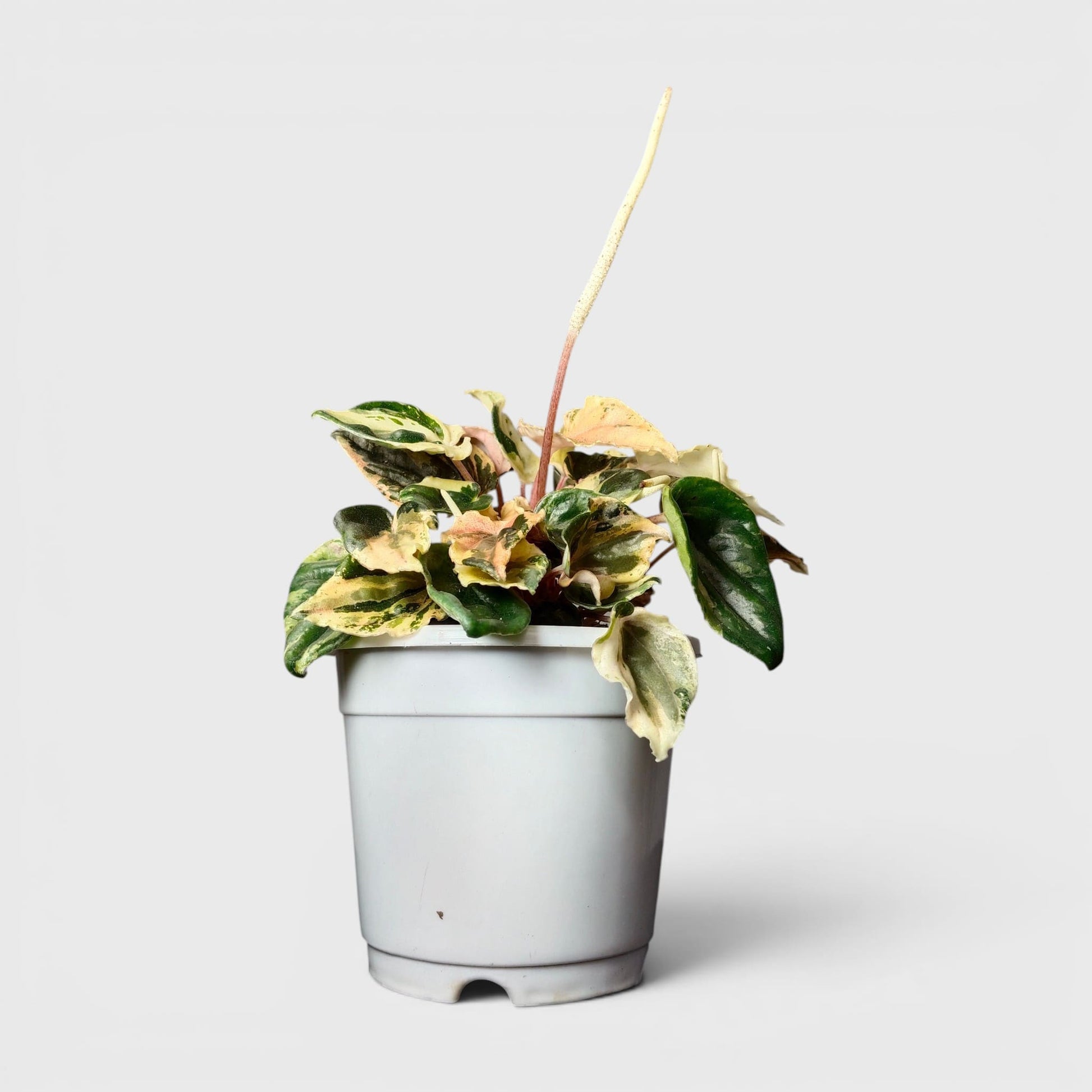 Peperomia Caperata ‘Pink Lady’ Variegated – Compact Indoor Foliage Plant