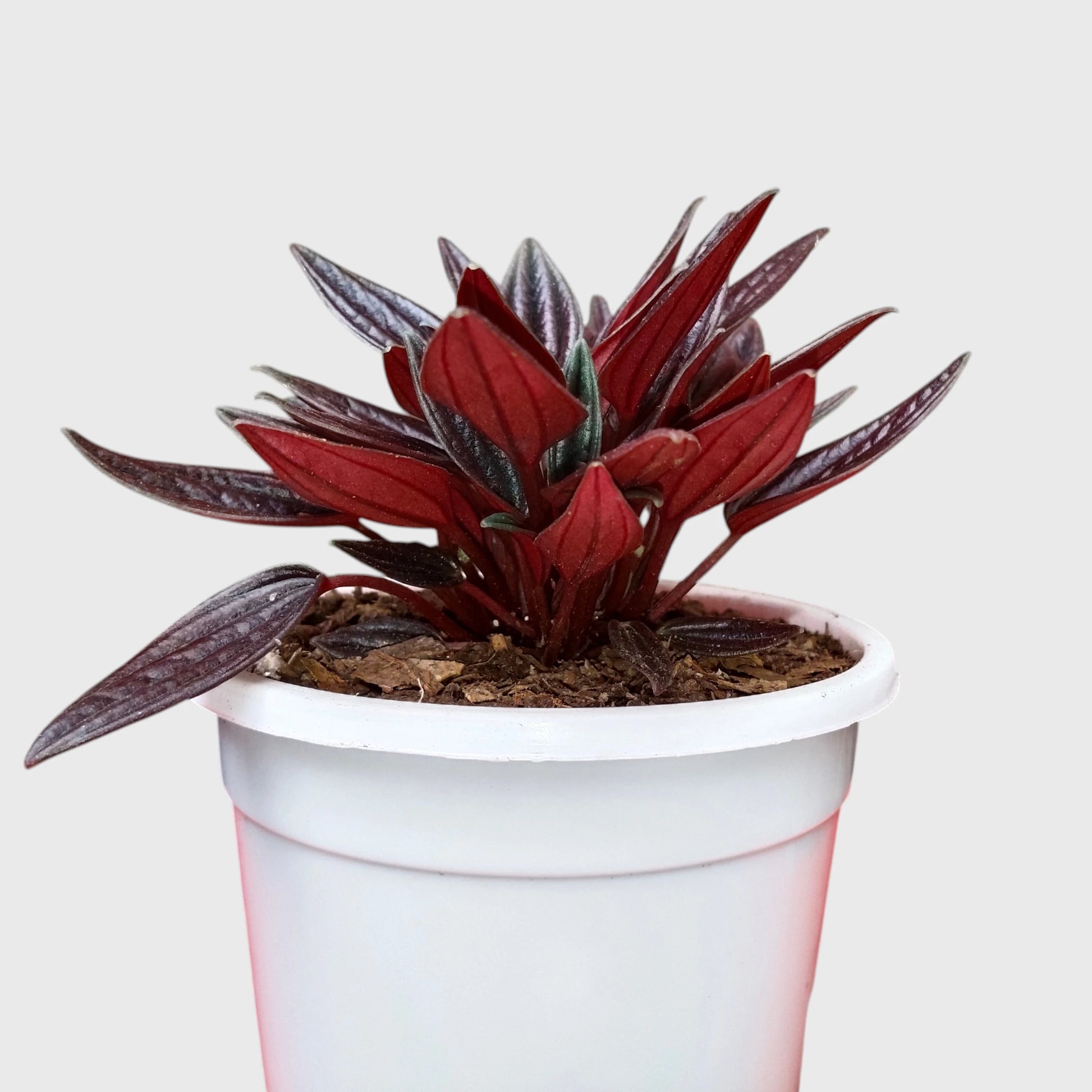 Peperomia Tanaman (Peperomia Caperata Red Rosso) Well Rooted Mature Indoor Plant