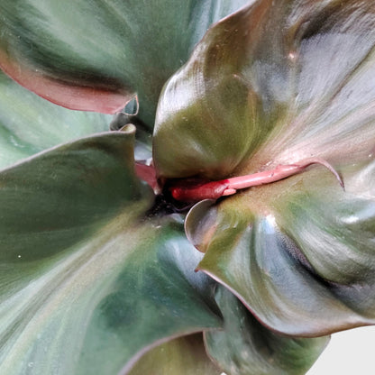 Philodendron Red Heart | Rare Well Rooted Mature Collector Plant