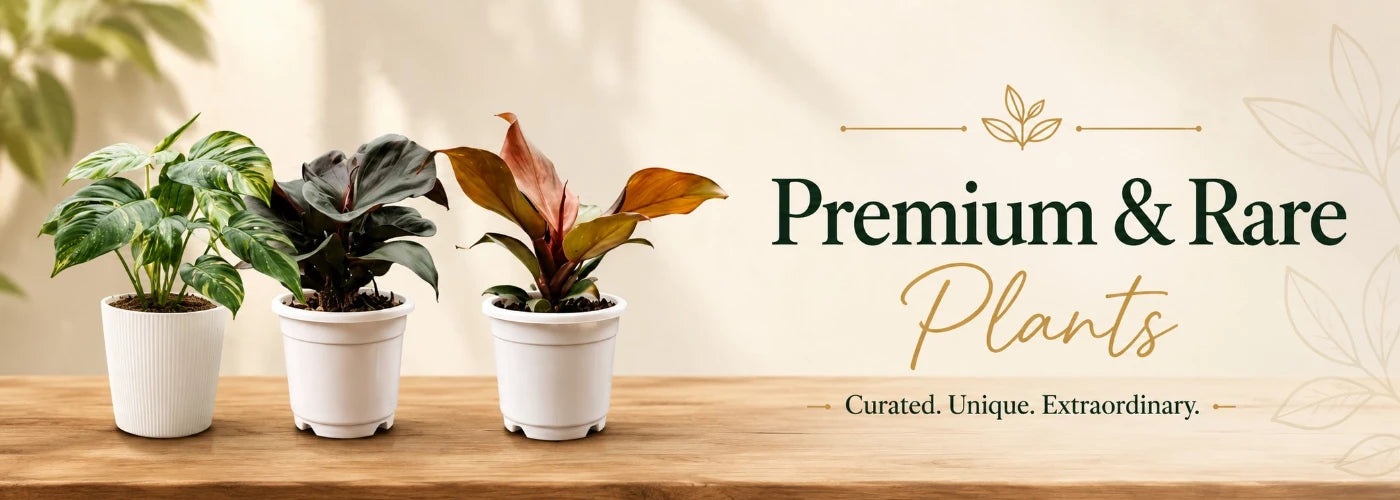 Premium Rare Plants