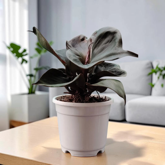 Philodendron Red Heart | Rare Well Rooted Mature Collector Plant
