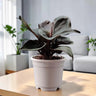 Philodendron Red Heart | Rare Well Rooted Mature Collector Plant